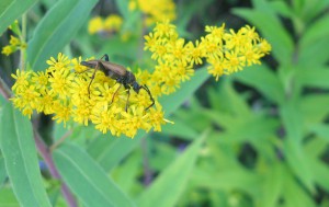 Ein Käfer auf einer Blüte